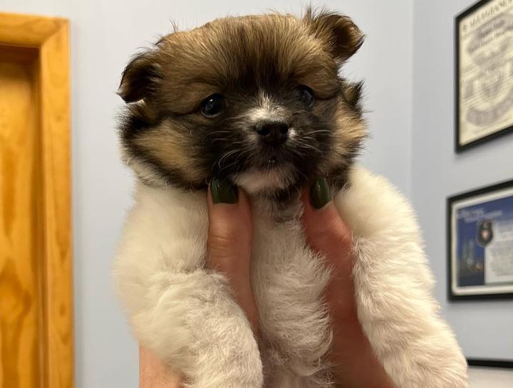 Puppy & Kitten Care 