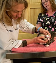 Dina Rovere VMD examining a cat's teeth