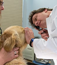 Marko Sima VMD performing a dog wellness exam