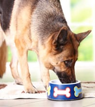 Dog eating food out of a bowl