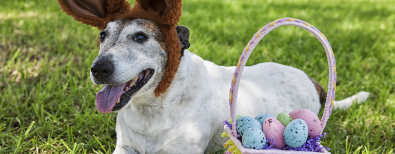 Easter Pet Poisons
