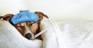 Dog Flu in Shrewsbury, NJ
