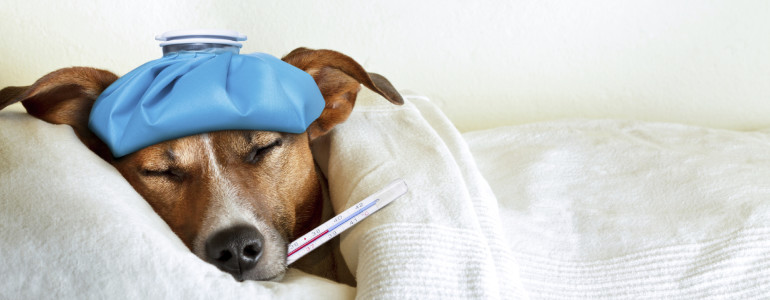 What Is Canine Influenza Virus?
