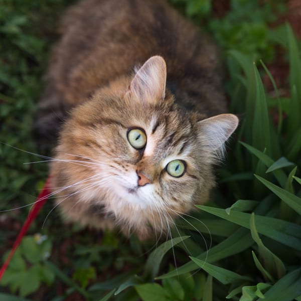 Tick Prevention in Dogs and Cats in Shrewsbury, NJ